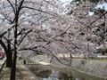 夙川（しゅくがわ）の桜　その１