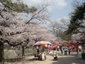 夙川（しゅくがわ）の桜　その３