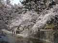 夙川（しゅくがわ）の桜　その４