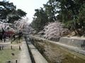 夙川（しゅくがわ）の桜　その５