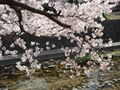 夙川（しゅくがわ）の桜　その６