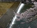 夙川（しゅくがわ）の桜　その８