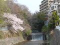 都賀川（とががわ）の桜　その２