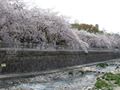 都賀川（とががわ）の桜　その６