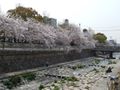 都賀川（とががわ）の桜　その７