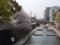 都賀川（とががわ）の桜　その９