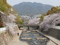 都賀川（とががわ）の桜　その１１