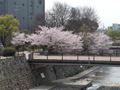 都賀川（とががわ）の桜　その１２