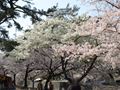 夙川（しゅくがわ）の桜　その２