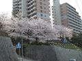 都賀川（とががわ）の桜　その１