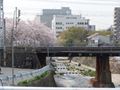 都賀川（とががわ）の桜　その４