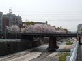 都賀川（とががわ）の桜　その５