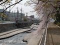 都賀川（とががわ）の桜　その１０