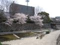 都賀川（とががわ）の桜　その１３